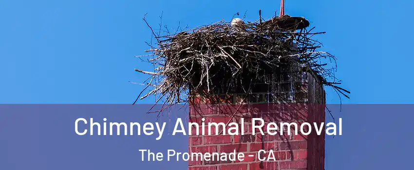 Chimney Animal Removal The Promenade - CA